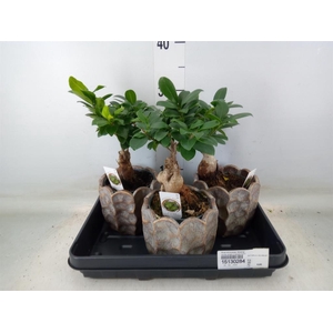 Ficus microcarpa 'Ginseng'
