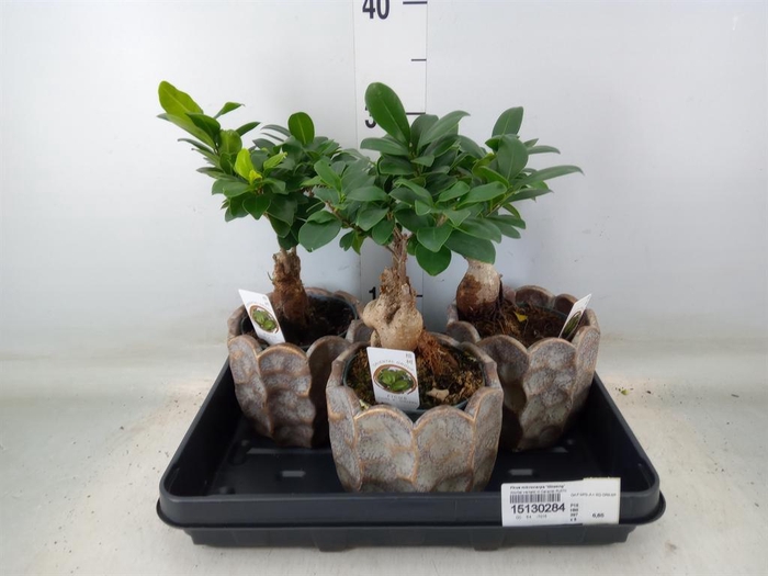 <h4>Ficus microcarpa 'Ginseng'</h4>