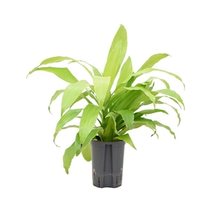 Dracaena fragrans 'Limelight'