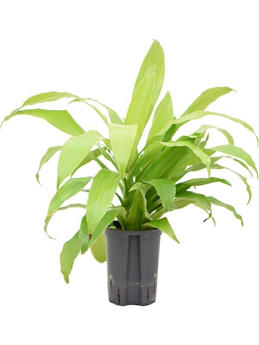 <h4>Dracaena fragrans 'Limelight'</h4>