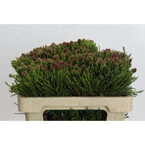 Cape Green Clusterstar