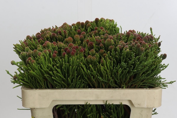 <h4>Kaaps Groen Brunia Fragarioides (Clusterstar)</h4>