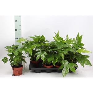FATSIA OV