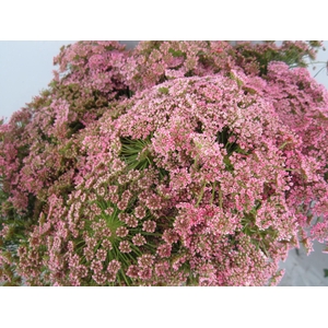 Ammi Vis Sweet Rose