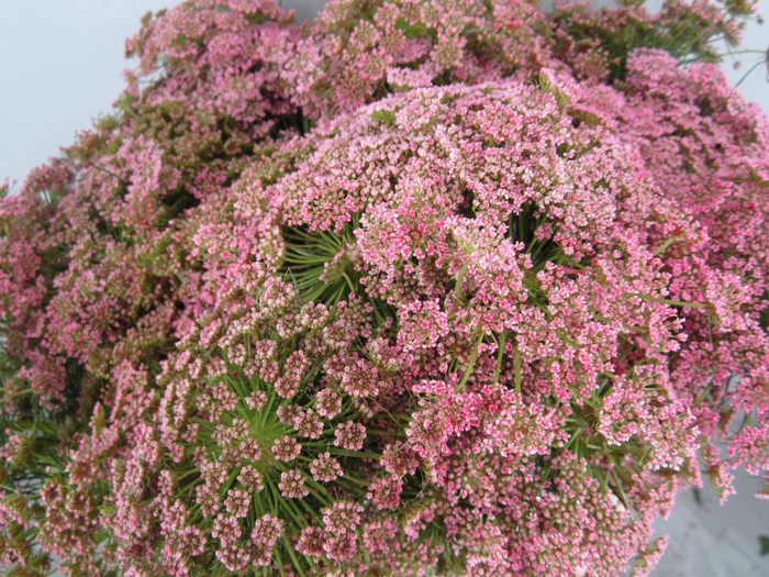 <h4>Ammi Vis Sweet Rose</h4>
