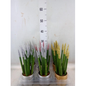 Sansevieria cyl.  ...