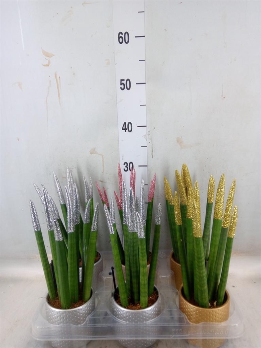 <h4>Sansevieria cyl.  ...</h4>