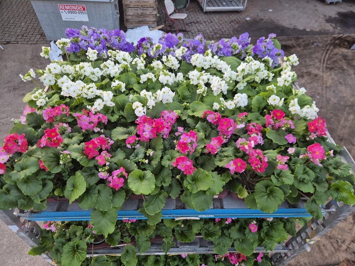 <h4>PRIM OB GEM</h4>