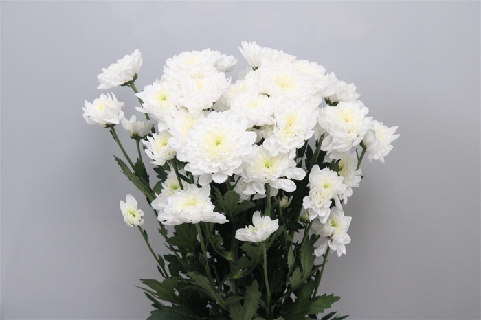 <h4>Chr T Altaj</h4>