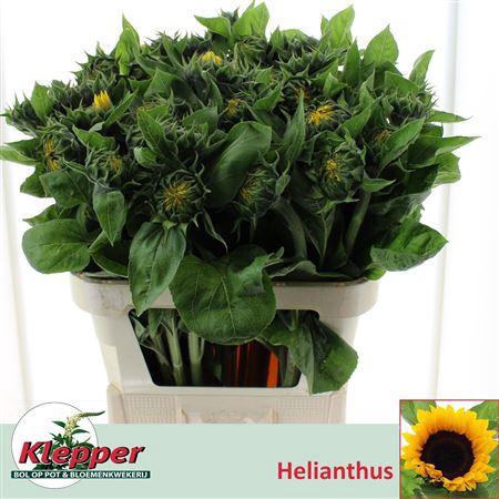 <h4>Heli Sunrich Orange</h4>