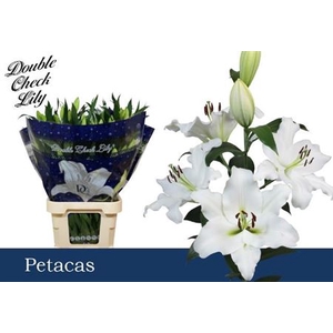 Li Ot Petacas