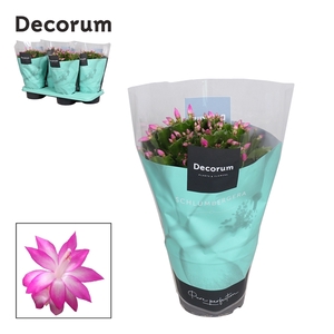 Schlumbergera - 17 cm - Pink (Cyber) - Decorum