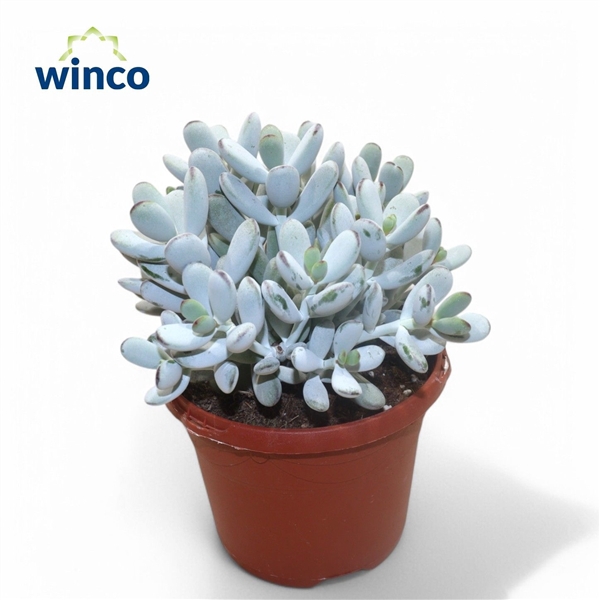 <h4>Cotyledon Orbiculata Higginsiae</h4>