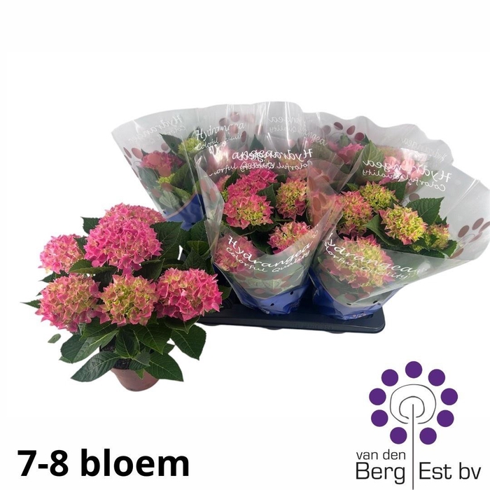 <h4>HYDR M HI OCEAN</h4>