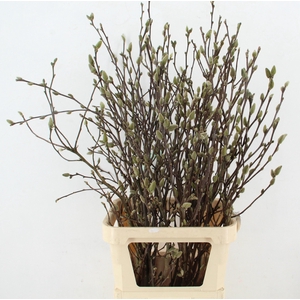 MAGNOLIA GEORGE HENRY KERN 110CM