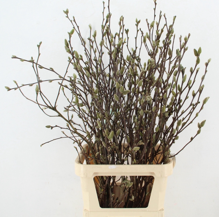 MAGNOLIA GEORGE HENRY KERN 110CM