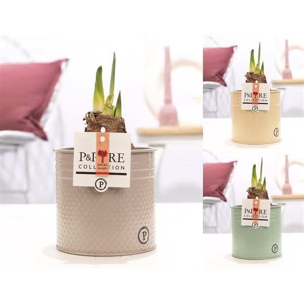 <h4>Hippeastrum red in P&PURE zinc pot Louise 4 mix</h4>