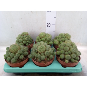 Succulents   ...