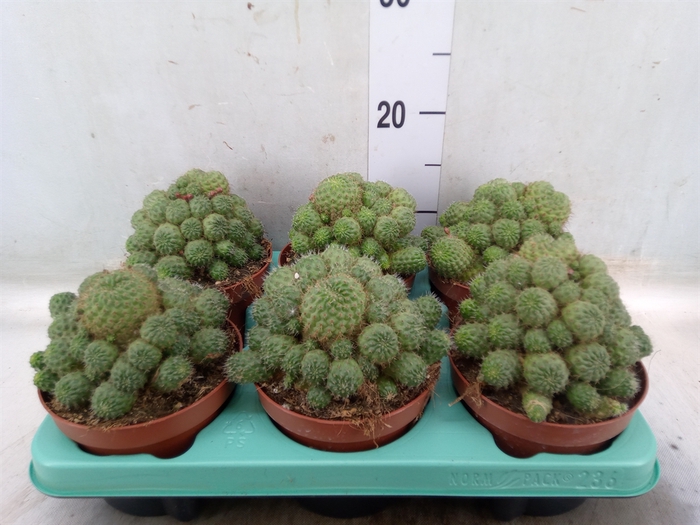 <h4>Succulents   ...</h4>