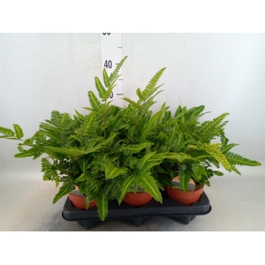 Arachniodes aristata 'Variegata'