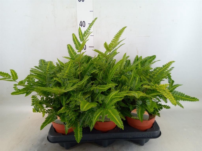 <h4>Arachniodes aristata 'Variegata'</h4>