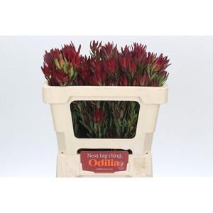 Leucadendron Blush Spray