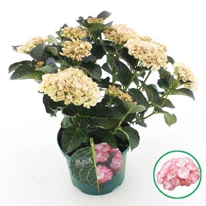 Hydrangea macr. Black Diamonds® 'Midnight Pearl'® C5 (23cm.) Kn.