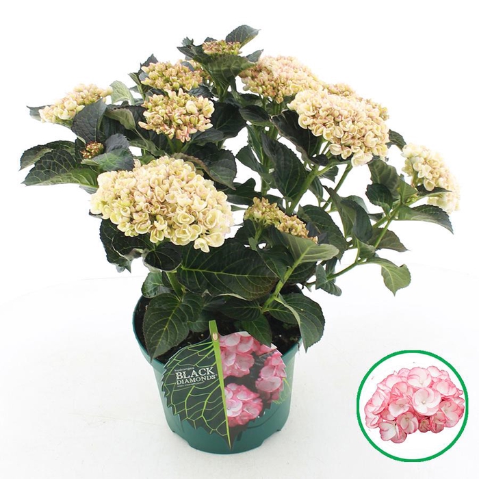 <h4>Hydrangea macr. Black Diamonds® 'Midnight Pearl'® C5 (23cm.) Kn.</h4>
