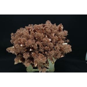 Skimmia Koper