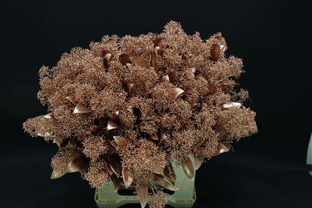 <h4>Skimmia Koper</h4>