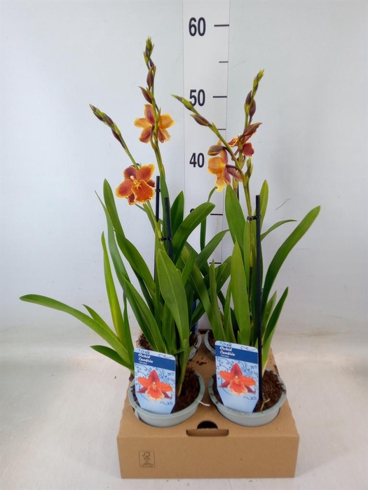 <h4>xColmanara   ...</h4>