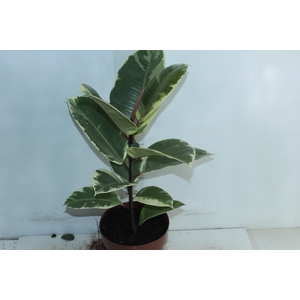 FICUS ELASTICA TINEKE P17