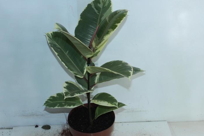 <h4>FICUS ELASTICA TINEKE P17</h4>