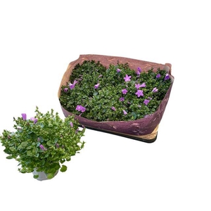 !! PROMO !! CAMPANULA POR BLUEONE