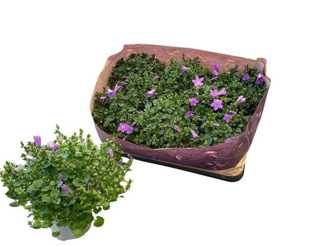 <h4>CAMPANULA POR BLUEONE</h4>