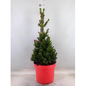Picea abies 'Will's Zwerg'