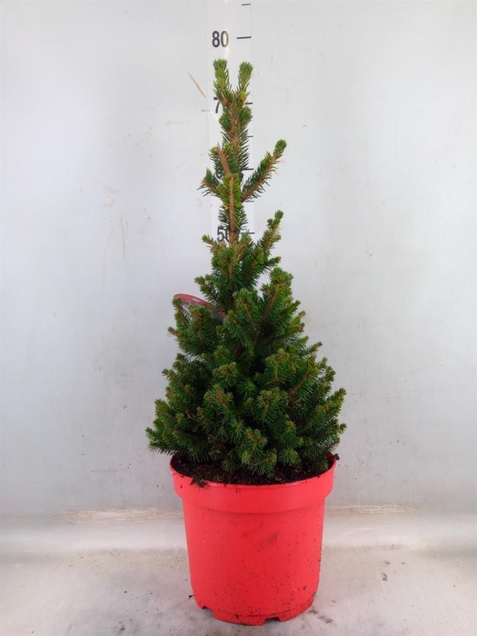 <h4>Picea abies 'Will's Zwerg'</h4>