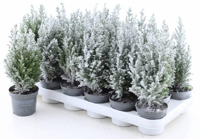 <h4>CHAM L ELLWOODII</h4>