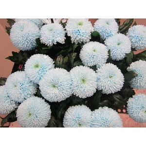 Chr G Superbowl Sweet Blauw