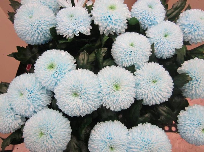 <h4>Chr G Superbowl Sweet Blauw</h4>