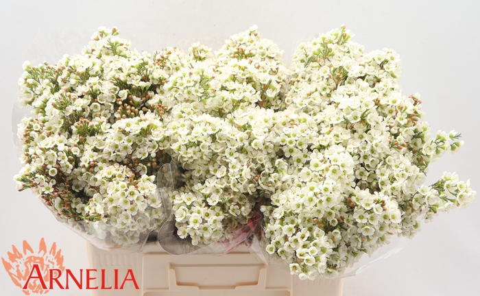 <h4>Chamelaucium Dawn Pearl</h4>