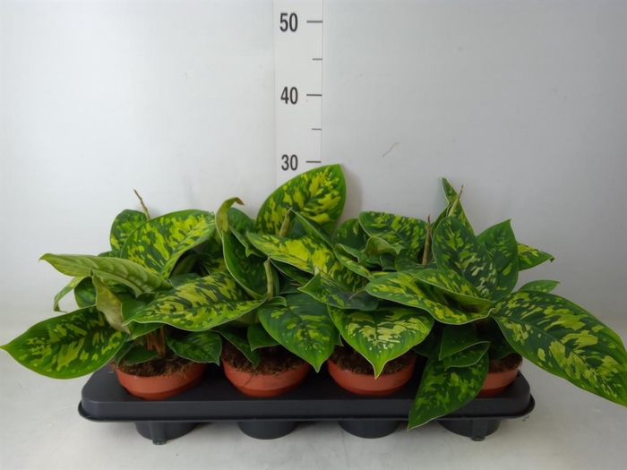 <h4>Homalomena wal. 'Camouflage'</h4>