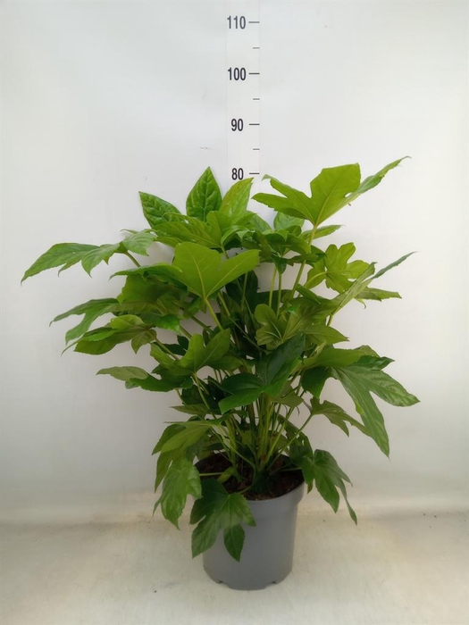 <h4>Fatsia japonica   ...</h4>