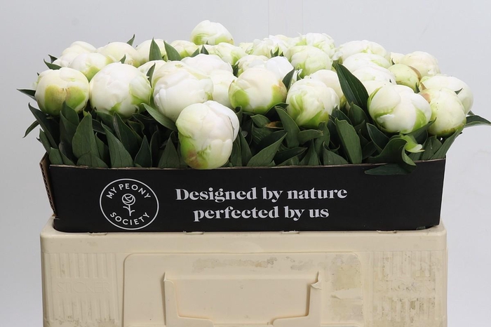 <h4>Paeonia Madame Claude Tain</h4>