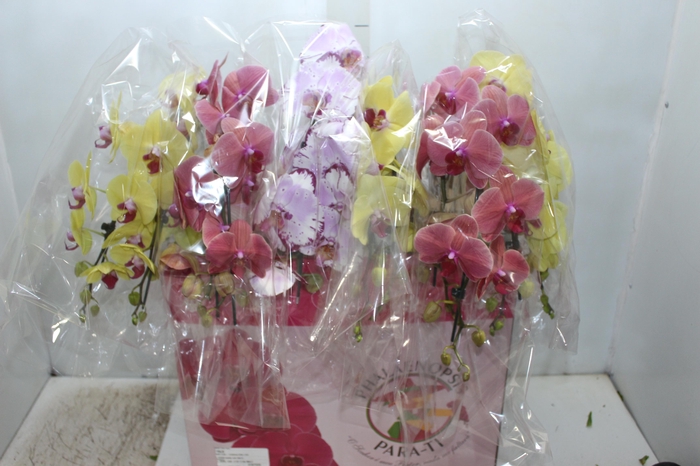 PHAL. CASC. ESP. 2 HT P15 2 HA MULT
