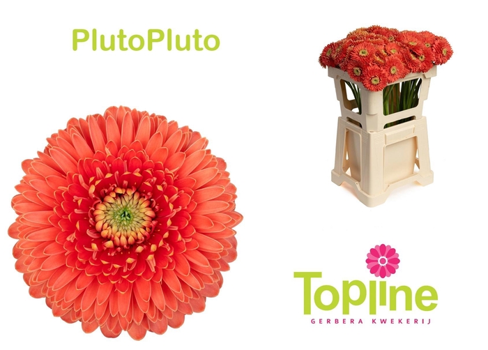 <h4>GE MB BOL PLUTOPLUTO</h4>