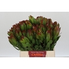 Leucadendron Goldstrike