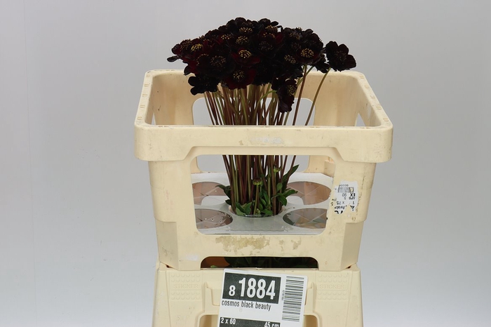 <h4>Cosmos Black Beauty</h4>