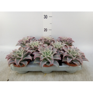 Echeveria   ...