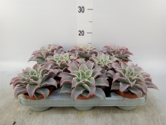 <h4>Echeveria   ...</h4>